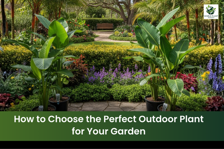 perfect outdoor plant selection for the garden