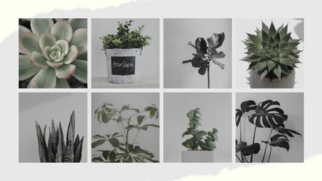 Top 10 Low-Maintenance Indoor Plants for Busy Lifestyles