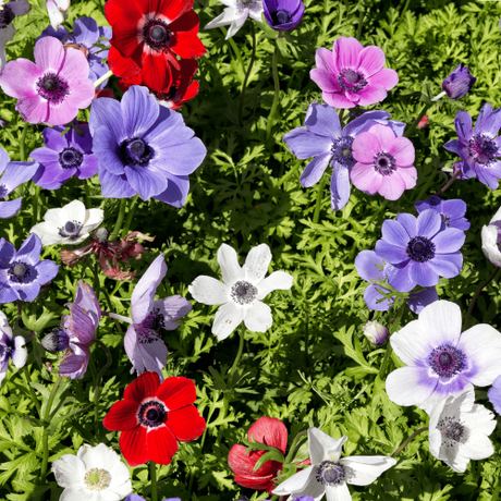 A close-up photo of a flower bud, just beginning to open. Delicate dewdrops cling to its petals.