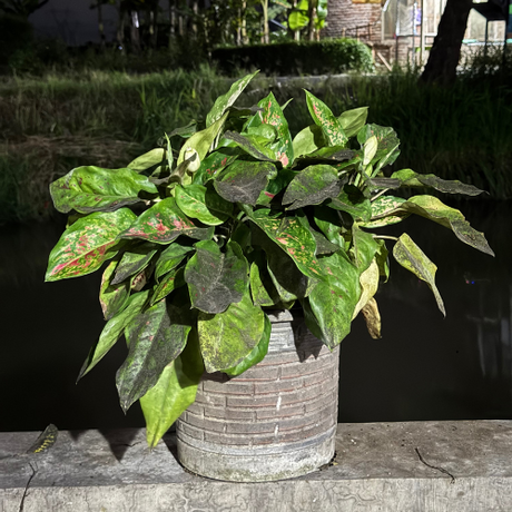A lush rose garden with a variety of pink blooms and a wooden arbor.