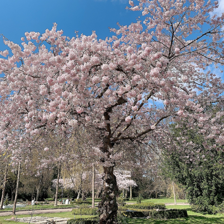 Ficus microcarpa trees create a dramatic entrance. These feature plants are showcased in large pots along a paved walkway.