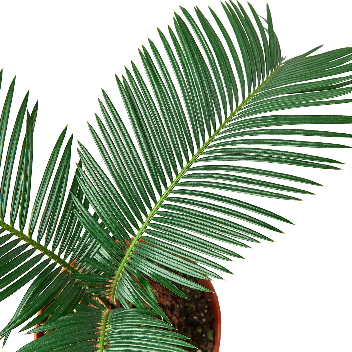 Sago Palm