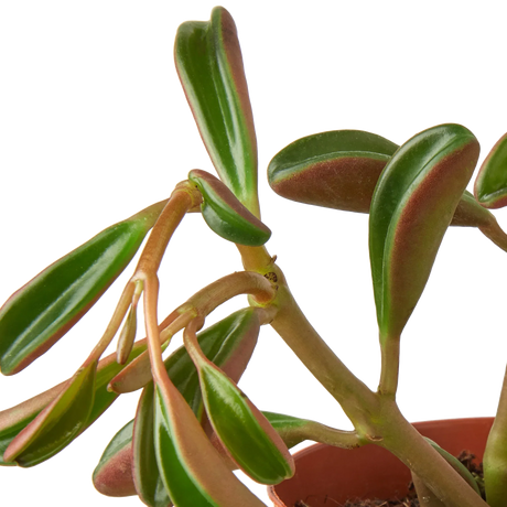 Peperomia 'Ruby Glow'