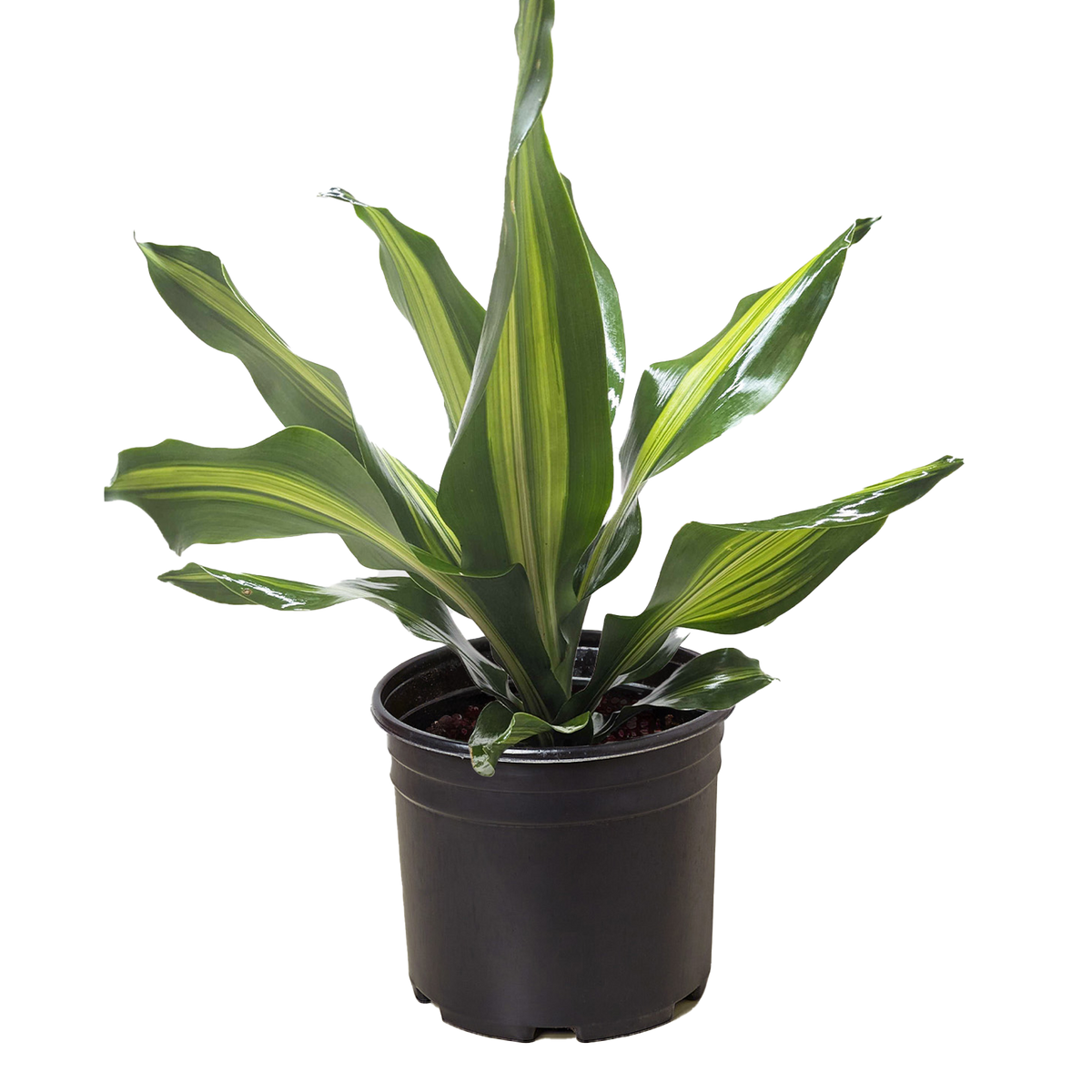dracaena arborea golden heart Buy Dracaena Golden Heart Online in United States – World Plant Nursery