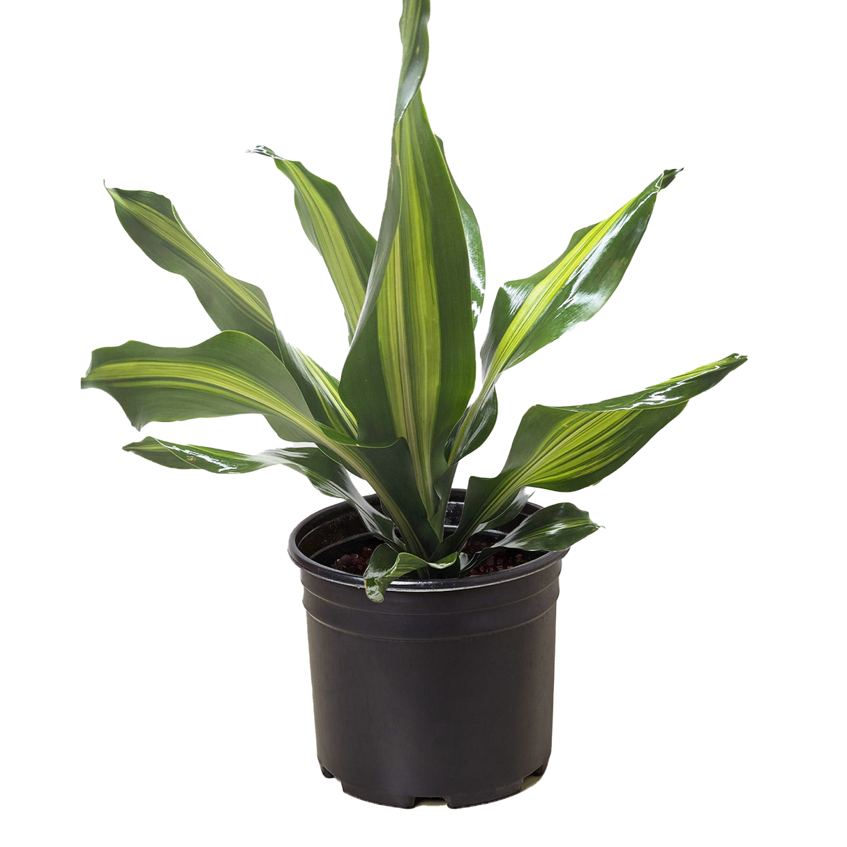 Dracaena Golden Heart