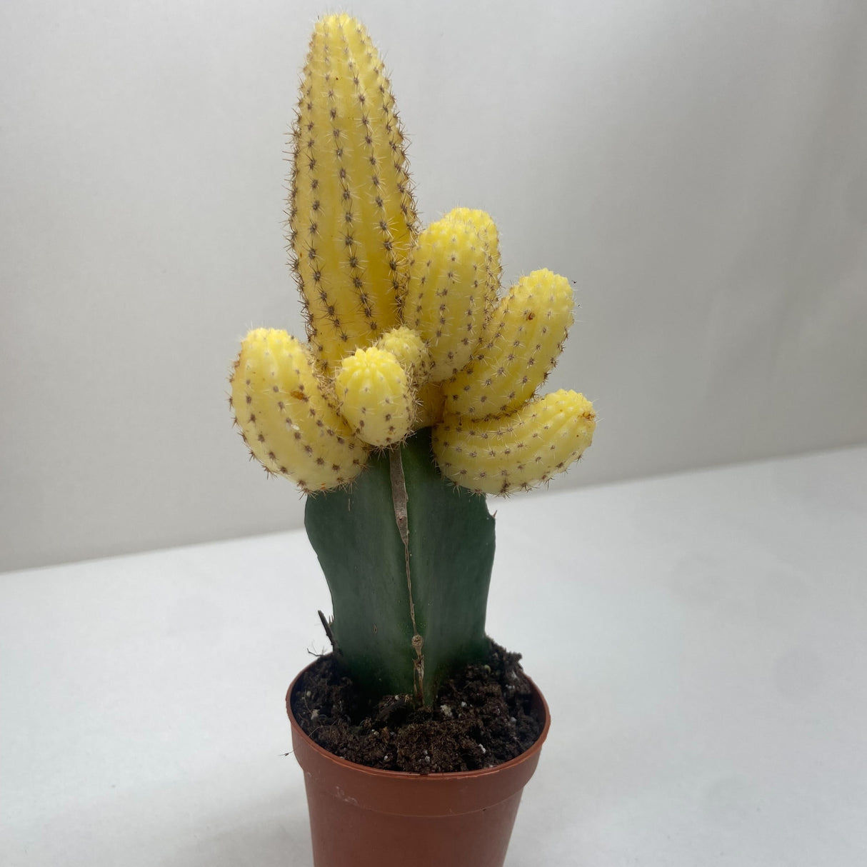 Cactus Graft Yellow