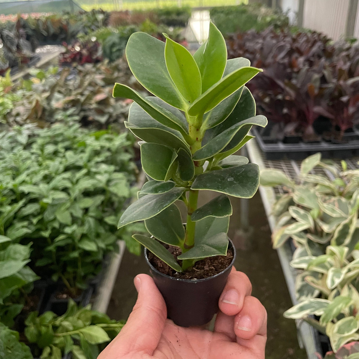 Clusia 'Princess' (Autograph Plant)