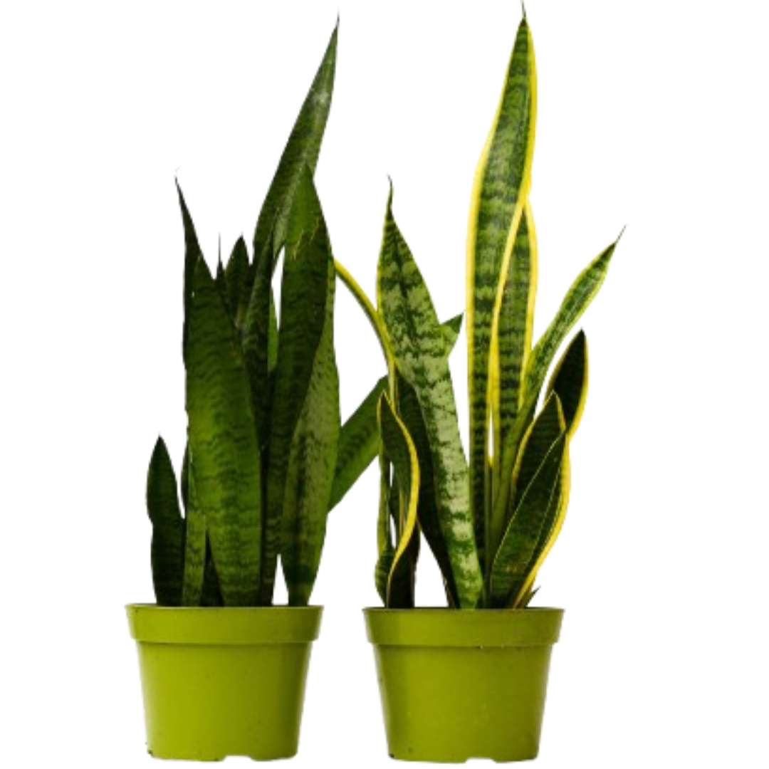 Sansevieria