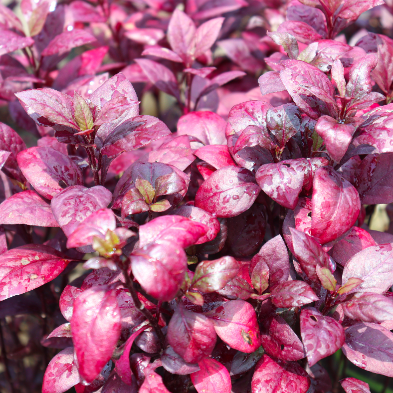 Alternanthera 'Little Ruby'