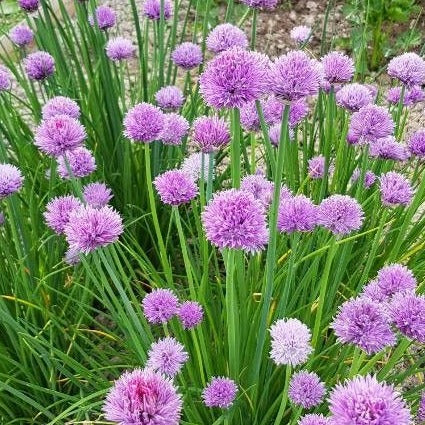Allium Luna