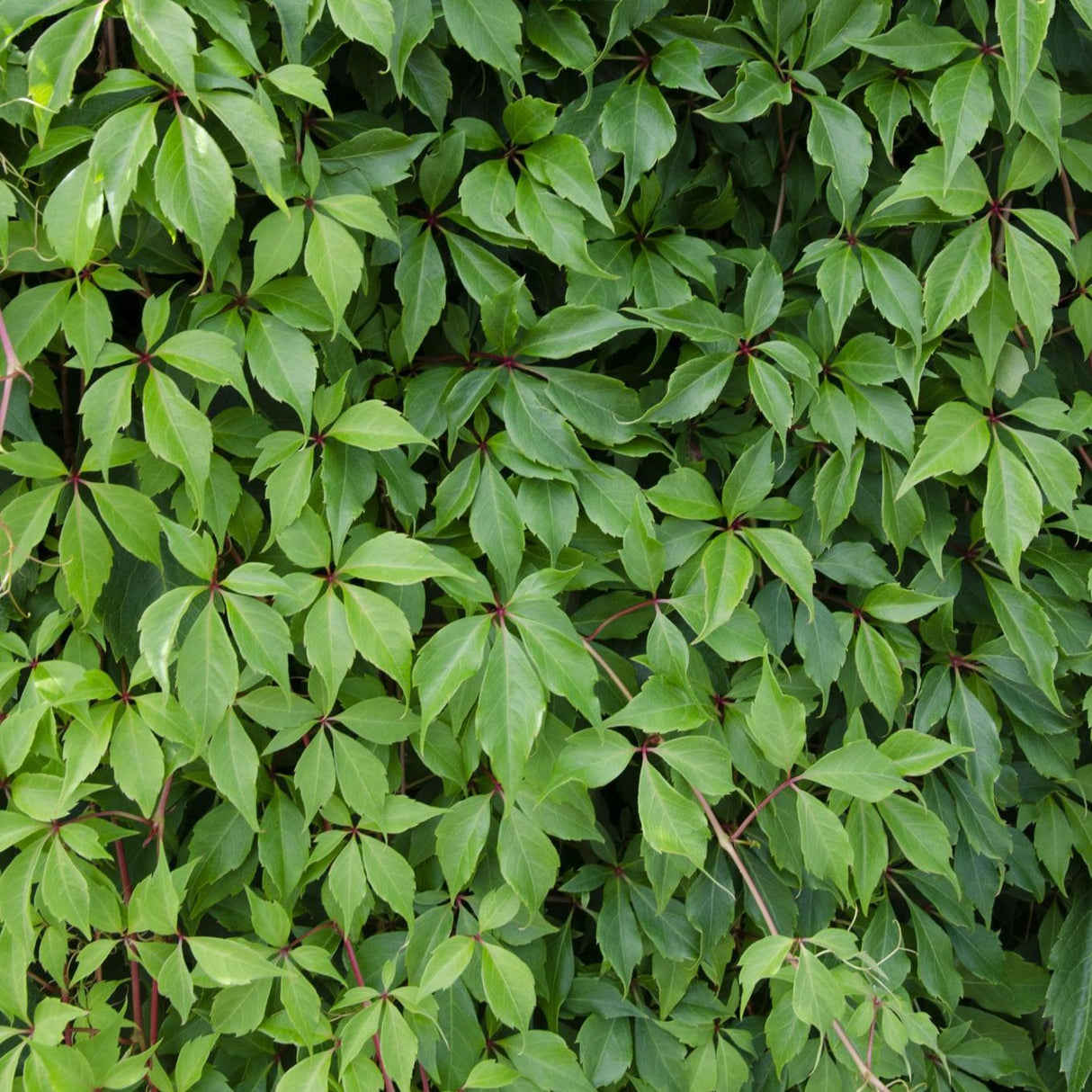 3x - Parthenocissus q. var. 'Engelmannii' - ↨65cm - Ø15