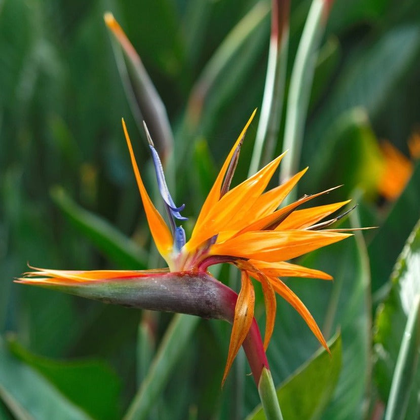 Strelitzia parvifolia var. juncea