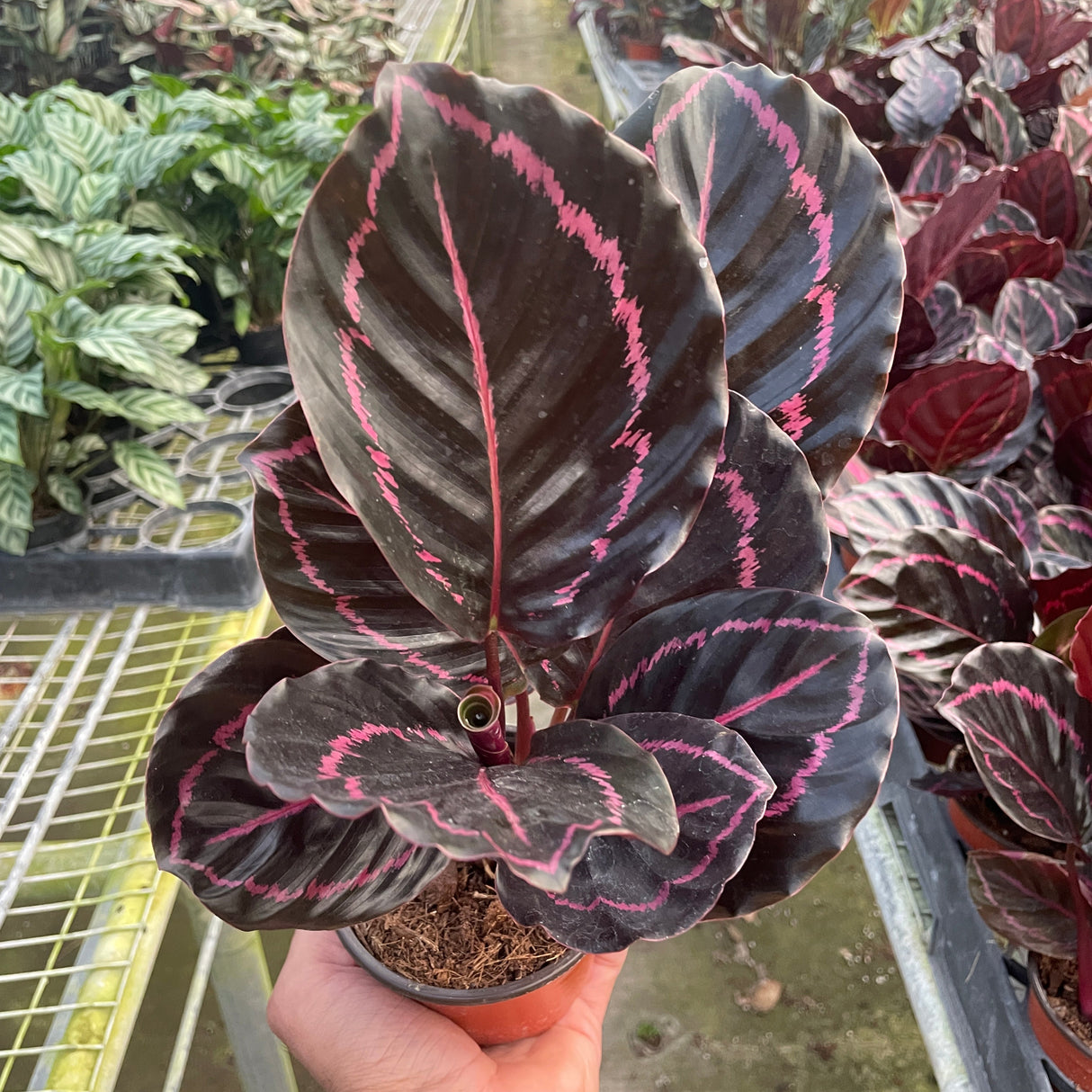 Calathea 'Dottie'