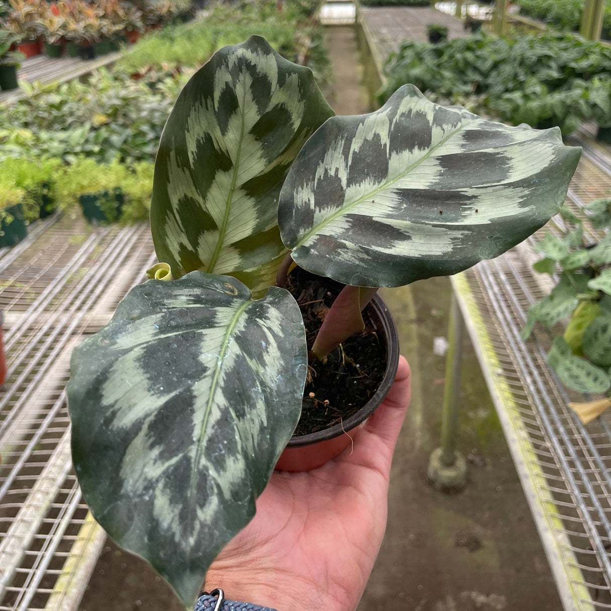 Calathea 'Kennedy'