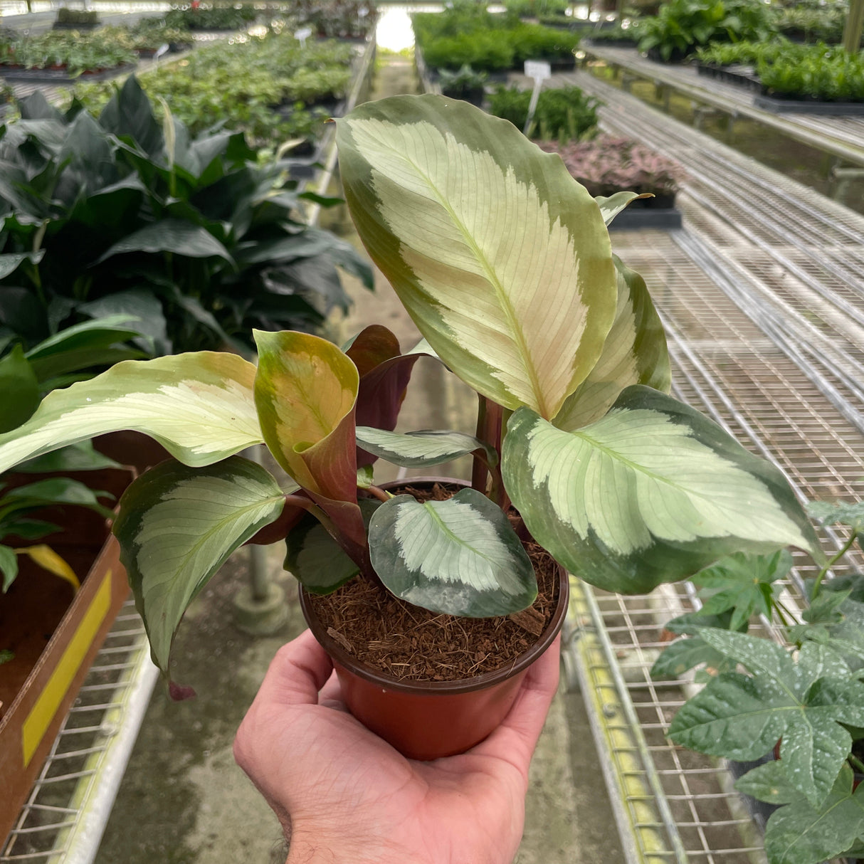 Calathea 'Picturata'