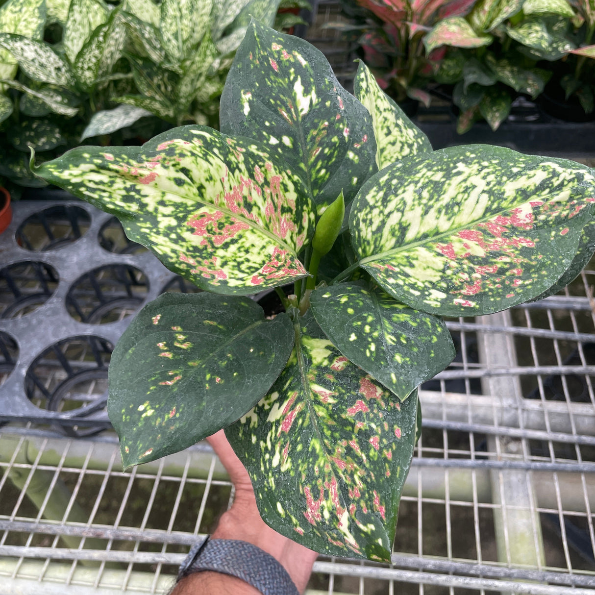 Chinese Evergreen 'Wishes'