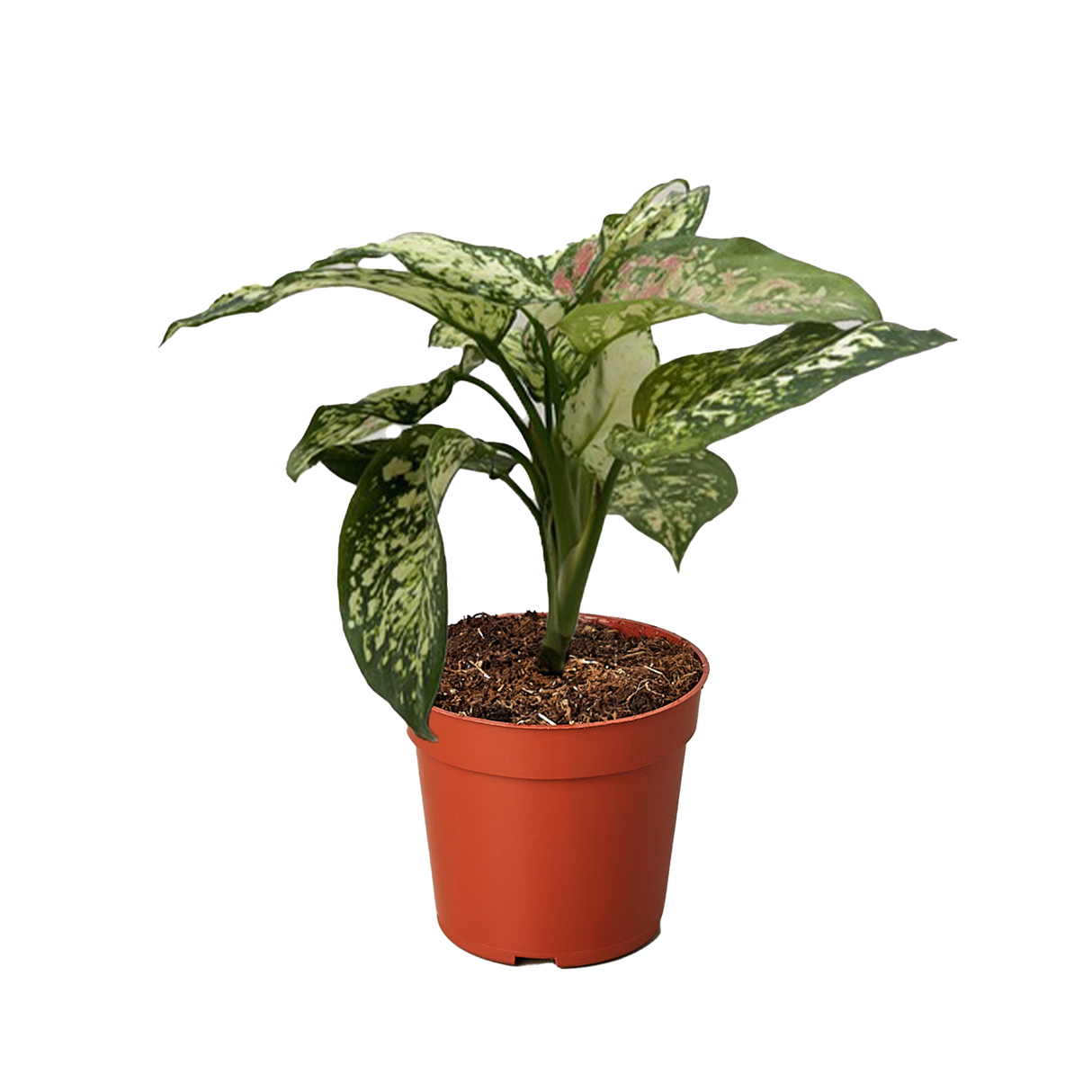 Chinese Evergreen 'Wishes'