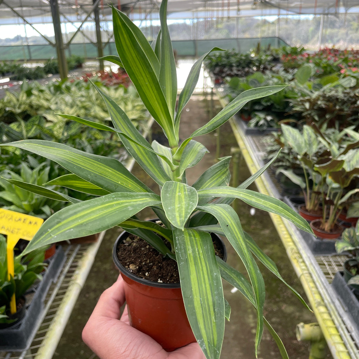 Dracaena 'Song of Jamaica'