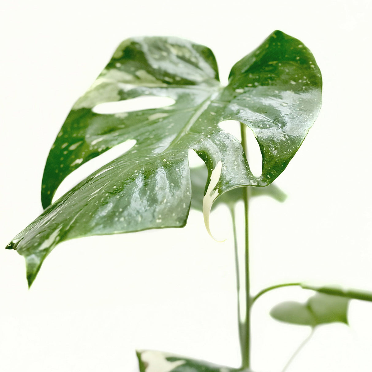 Monstera 'Thai Constellation'