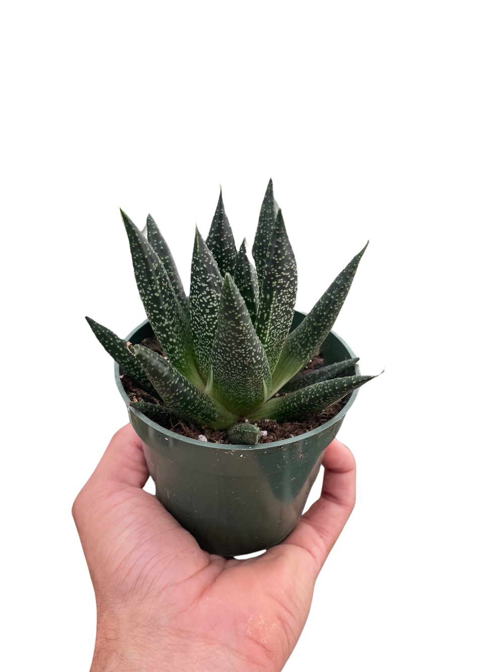 Succulent Gasteria Durban