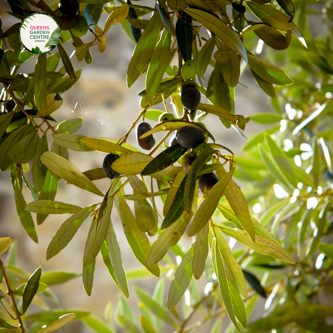 Close-up image of an Olive Black Italian tree, showing its dark, glossy black olives clustered among narrow, silver-green leaves. The bark of the tree is rough and gnarled, giving the tree a weathered, ancient appearance, characteristic of olive trees. The overall texture of the leaves and fruit contrasts with the rugged bark, highlighting the natural beauty of the tree