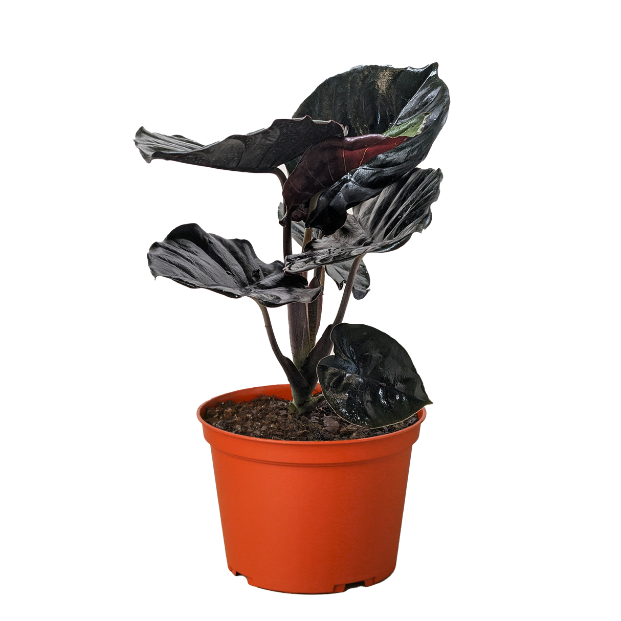 Alocasia 'Black Infernalis'