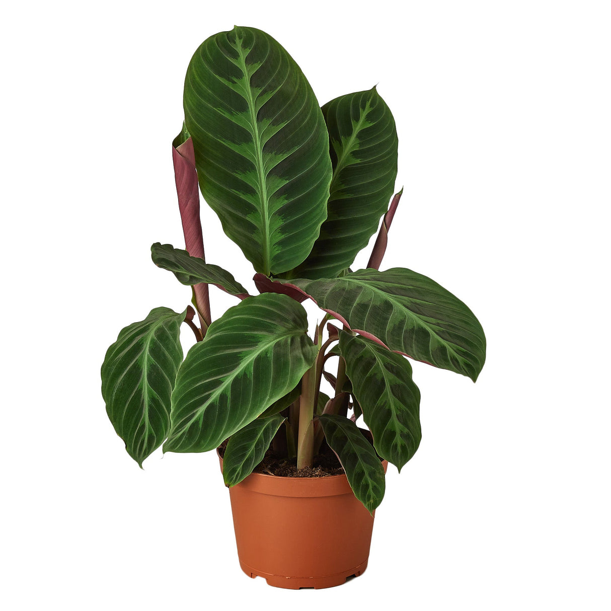 Calathea 'Warscewiczii'