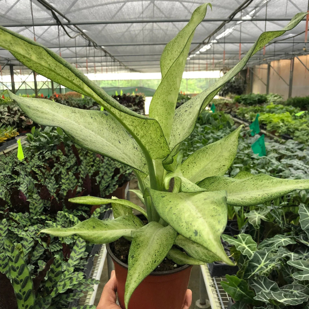 Dieffenbachia 'Camouflage'