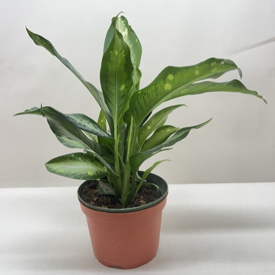 Dieffenbachia Panther