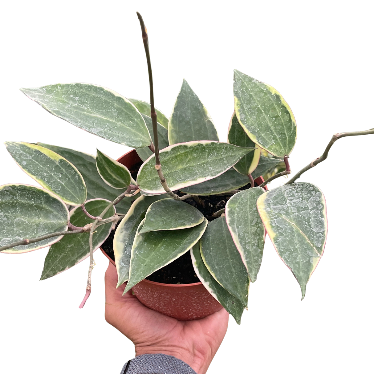 Hoya Macrophylla Variegated