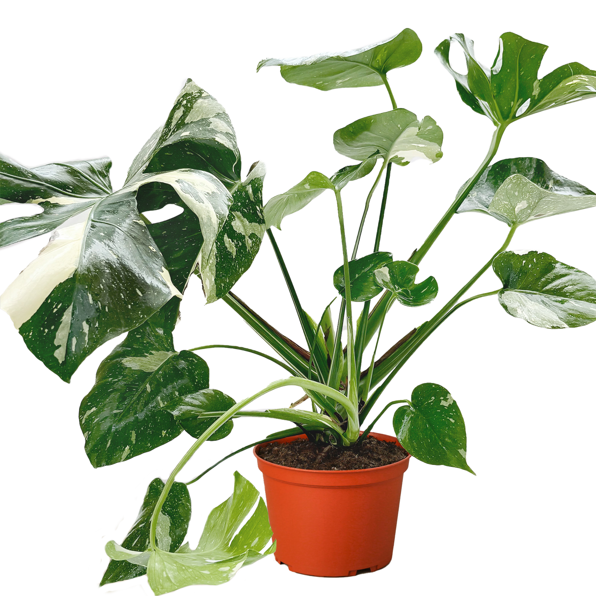 Monstera 'Thai Constellation'