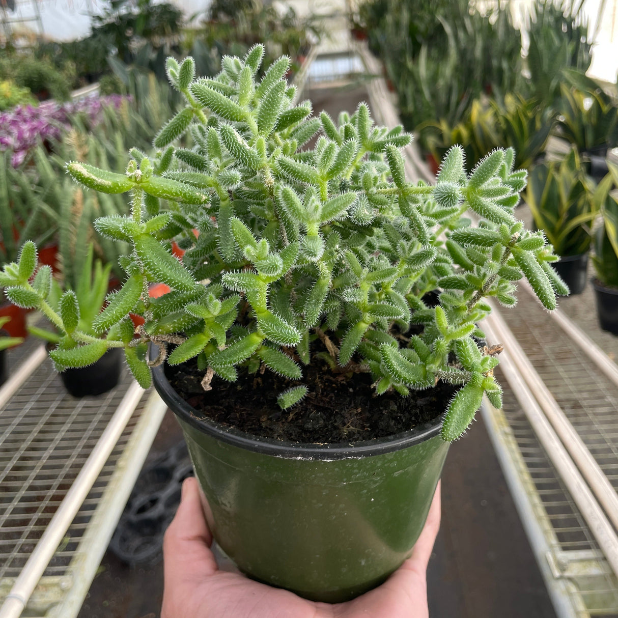 Delosperma echinatum 'Pickle Plant'