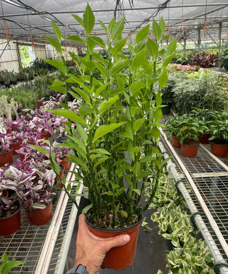 Devil's Backbone Euphorbia