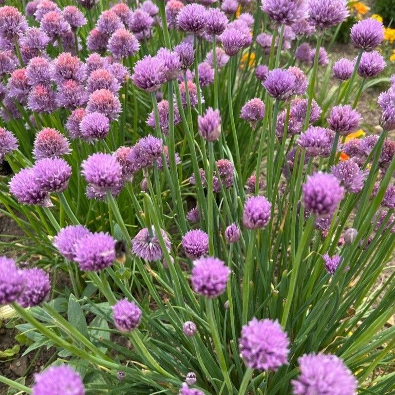 Allium Luna