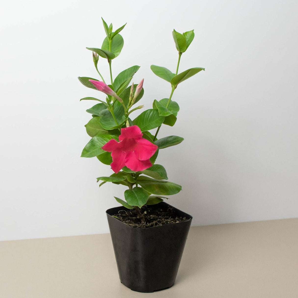 Dipladenia Premier Hot Pink