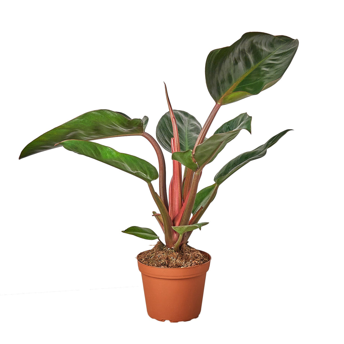 philodendron congo price Philodendron 'Congo Rojo' 6" Pot