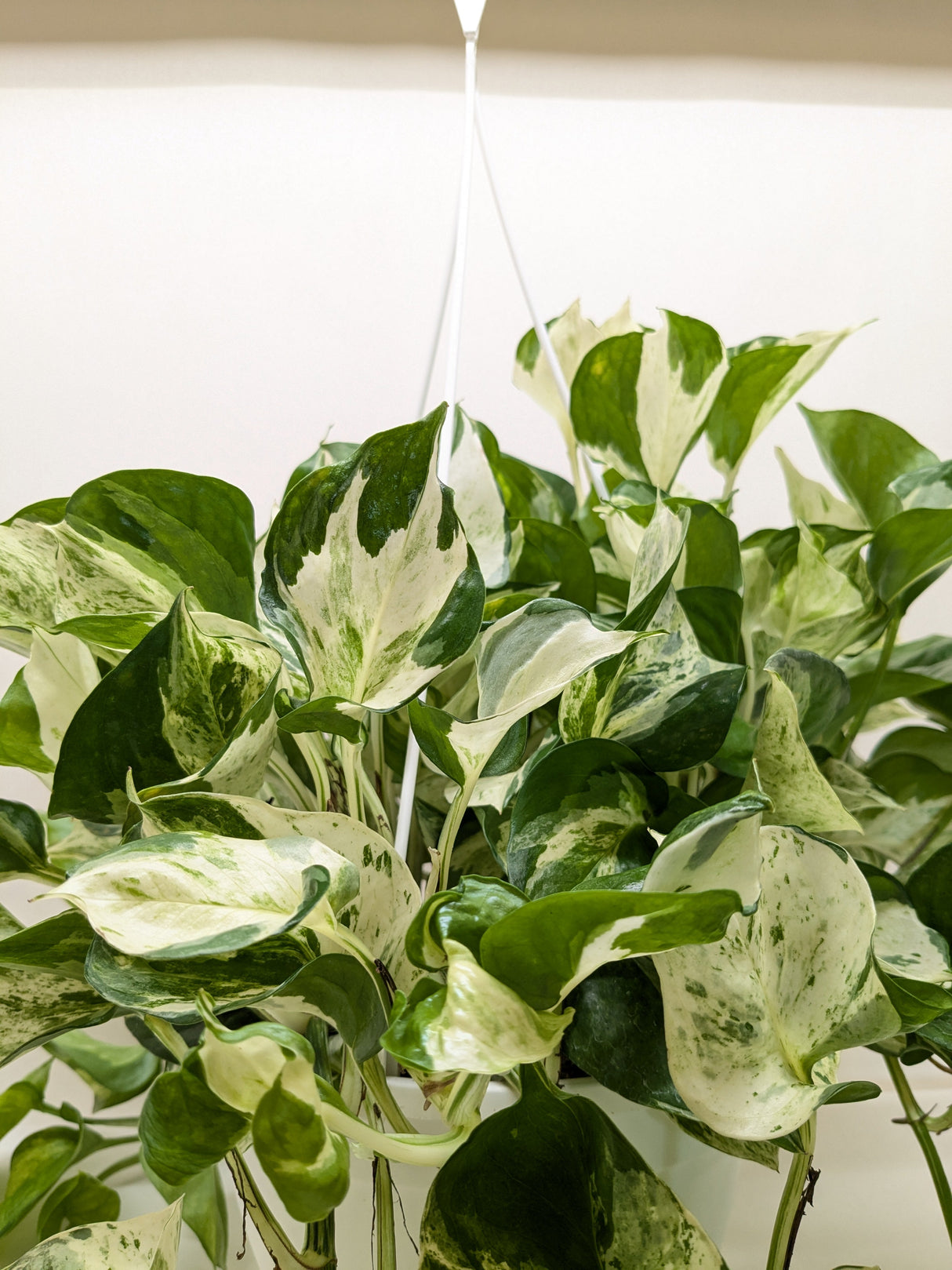 Pothos Manjula