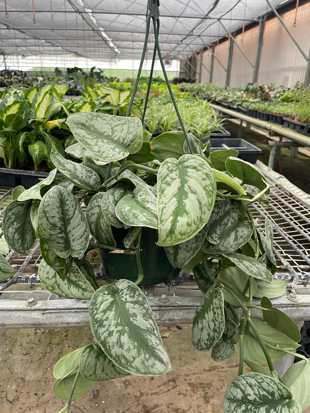 Pothos 'Silver Splash'