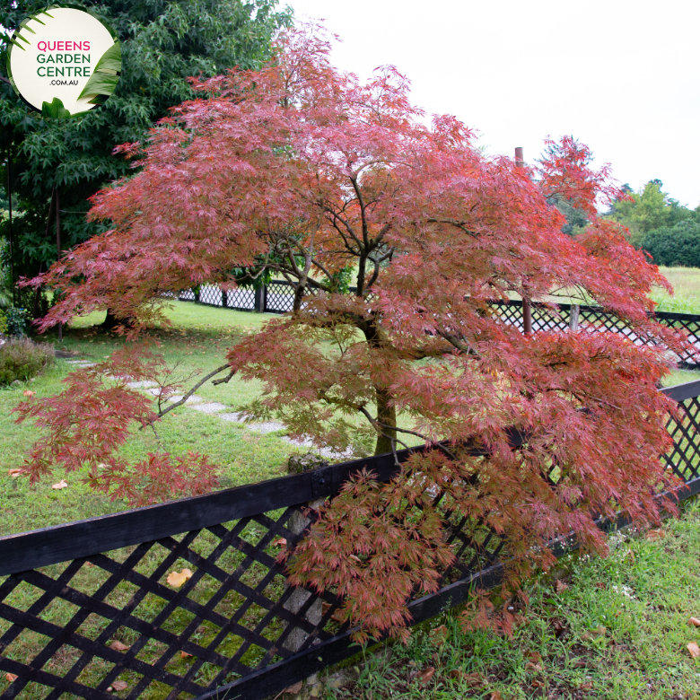 Alt text: Close-up photo of an Acer rubrum 'Autumn Red' plant, highlighting its stunning autumn foliage. The deciduous tree displays a rich array of red and crimson leaves, transitioning from green to fiery hues. The image captures the vivid and vibrant colors of the 'Autumn Red' variety, adding a striking element to the fall landscape.