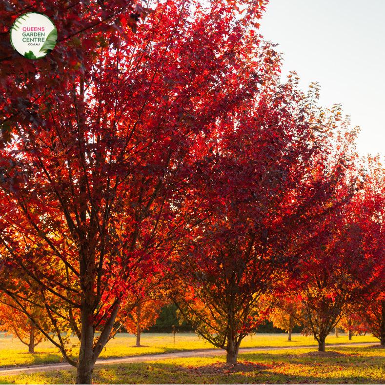 "Acer x freemanii 'Jeffersred', commonly known as Autumn Blaze Maple, is a magnificent deciduous tree cherished for its stunning fall foliage. The image showcases a mature Acer x freemanii 'Jeffersred' (Autumn Blaze) plant, displaying its vibrant green leaves that transform into intense shades of fiery red, orange, and yellow during the autumn season.