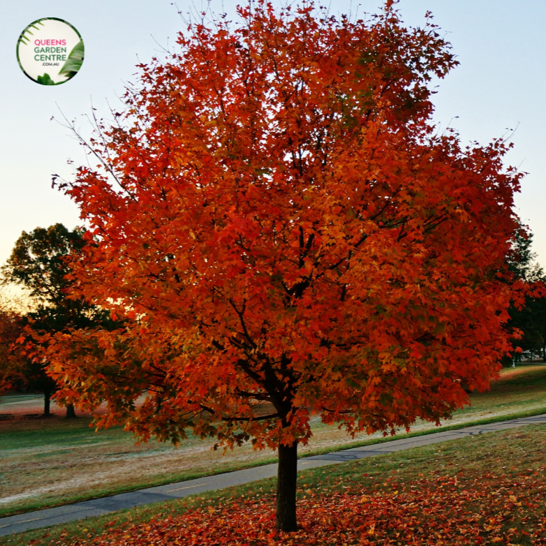 Close-up photo of a leaf from an Acer x freemanii 'Autumn Blaze' plant, a hybrid between Red Maple and Silver Maple. The leaf exhibits a vibrant mix of fiery red and orange hues, creating a captivating autumn display. The close-up shot showcases the leaf's distinct lobed structure and the intricate network of veins that contribute to its ornamental appeal. The image captures the stunning beauty of the Acer x freemanii 'Autumn Blaze' plant up close, ."