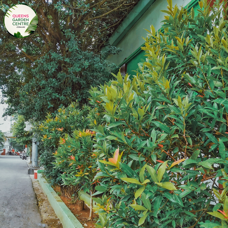 "Close-up of Acmena smithii Minor plant, featuring small, glossy leaves and a compact growth habit. This evergreen shrub, commonly known as Minor's Dwarf Lilly Pilly, adds charm to gardens and landscapes with its lush foliage."