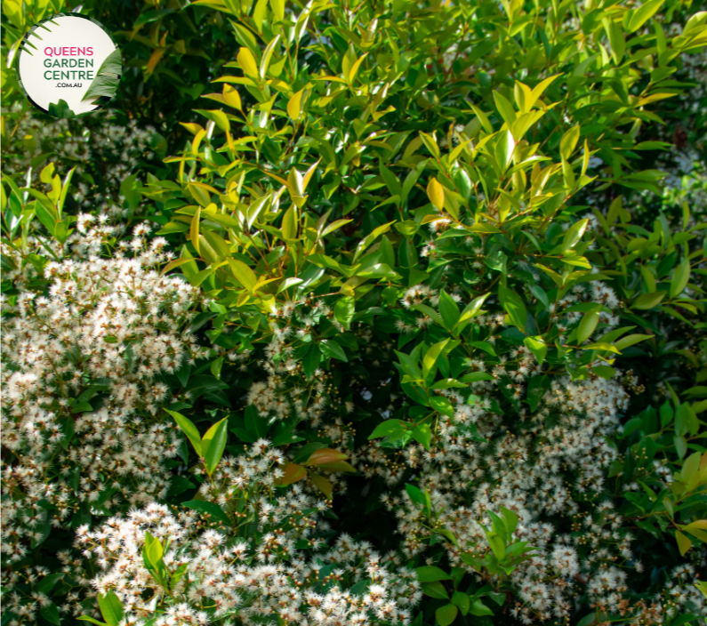 "Close-up of Acmena smithii Minor plant, featuring small, glossy leaves and a compact growth habit. This evergreen shrub, commonly known as Minor's Dwarf Lilly Pilly, adds charm to gardens and landscapes with its lush foliage."