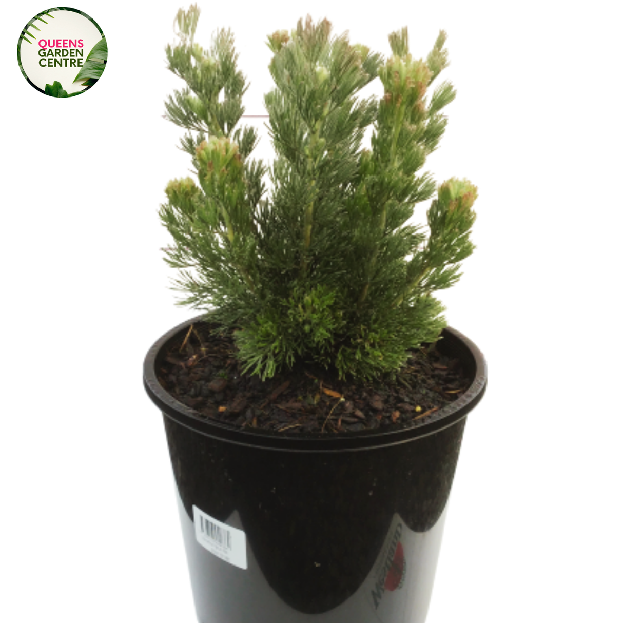 Adenanthos Platinum PMA is a compact, silvery-blue shrub with soft, feathery foliage and vibrant red tubular flowers, attracting pollinators.