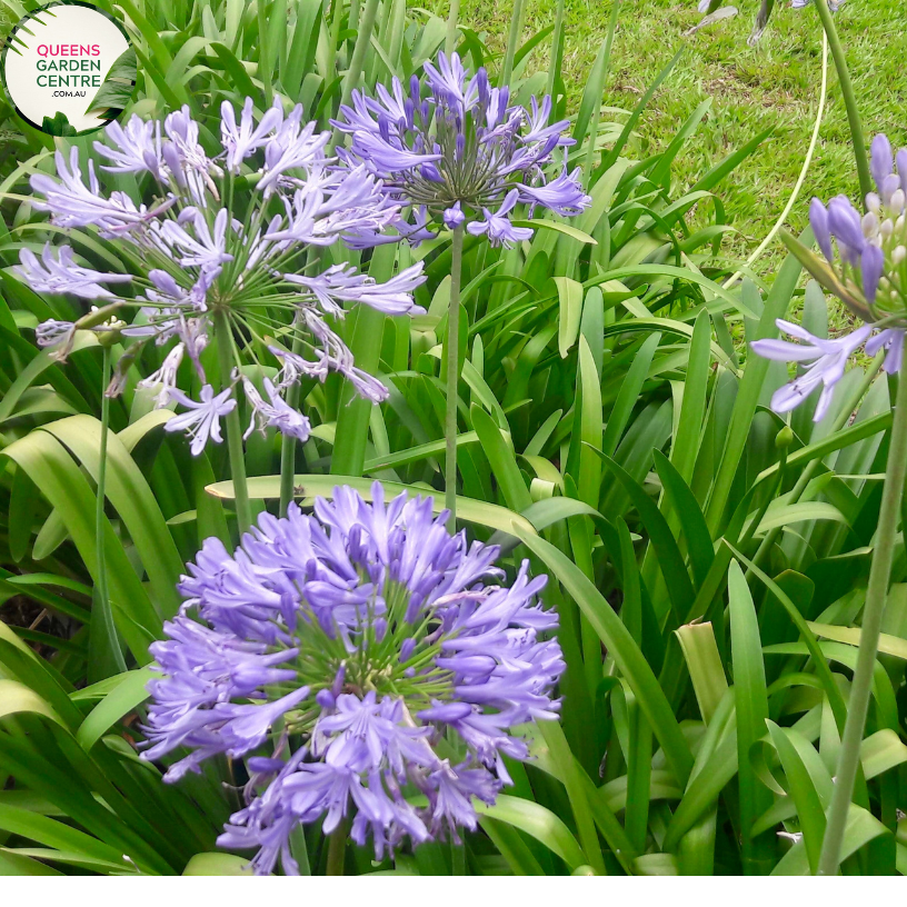 Close-up photo of an Agapanthus Bella plant, a cultivar of the Agapanthus genus, showcasing its beautiful blue blossoms. The plant features tall, slender stems adorned with clusters of trumpet-shaped flowers. Each flower consists of numerous petals arranged in a spherical shape, creating a stunning floral display. The petals exhibit a vibrant blue color, reminiscent of the sky on a clear summer day.