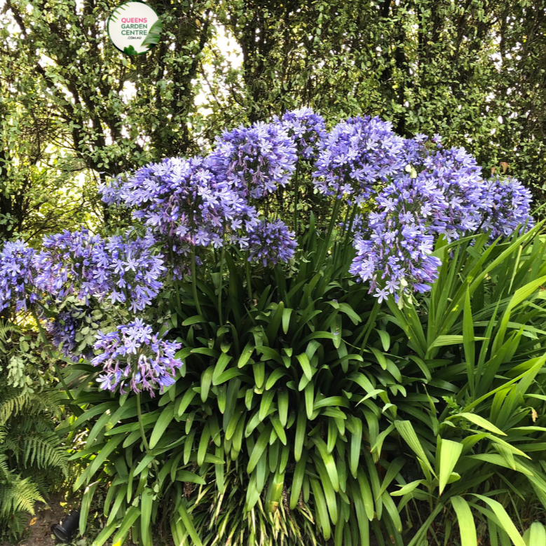 Close-up photo of an Agapanthus Bella plant, a cultivar of the Agapanthus genus, showcasing its beautiful blue blossoms. The plant features tall, slender stems adorned with clusters of trumpet-shaped flowers. Each flower consists of numerous petals arranged in a spherical shape, creating a stunning floral display. The petals exhibit a vibrant blue color, reminiscent of the sky on a clear summer day.