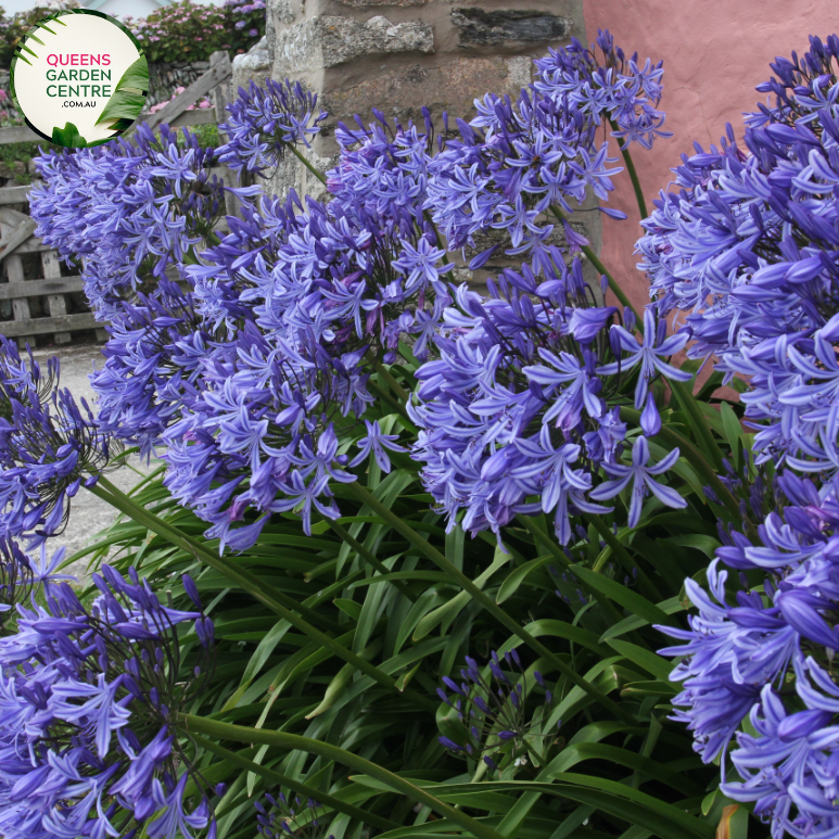 Close-up of Agapanthus Purple Cloud: This image focuses closely on the striking purple blooms of the Agapanthus Purple Cloud. Each flower head features numerous trumpet-shaped blossoms clustered together, showcasing their rich purple hue. The petals display intricate vein patterns and delicate texture, adding depth and dimension to the blooms.