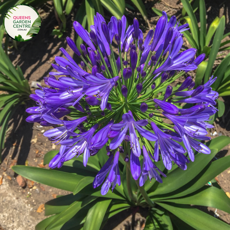 Close-up of Agapanthus Purple Cloud: This image focuses closely on the striking purple blooms of the Agapanthus Purple Cloud. Each flower head features numerous trumpet-shaped blossoms clustered together, showcasing their rich purple hue. The petals display intricate vein patterns and delicate texture, adding depth and dimension to the blooms.