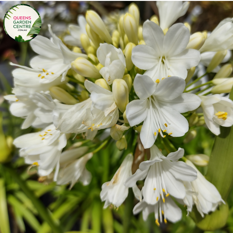 Add a touch of elegance to your garden with Agapanthus orientalis White. These stunning white blooms are perfect for borders or containers, adding beauty and charm to any outdoor space.