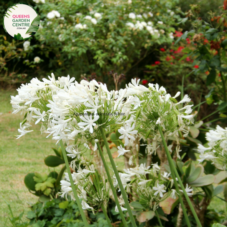 Agapanthus Orientalis White